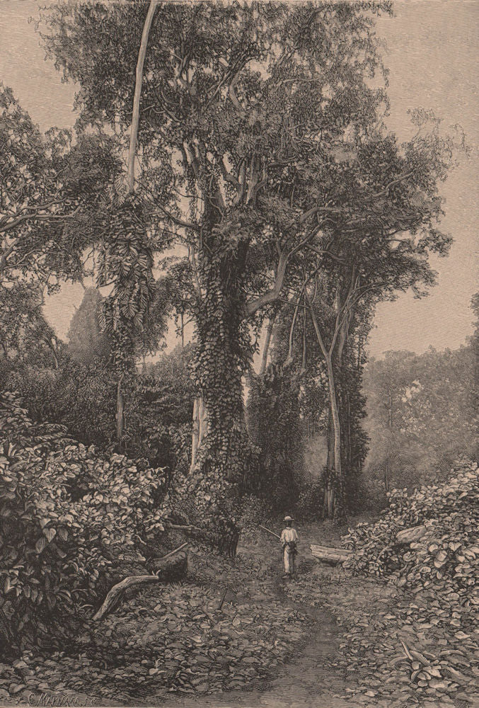 Honduras Scenery. Central America 1885 old antique vintage print picture